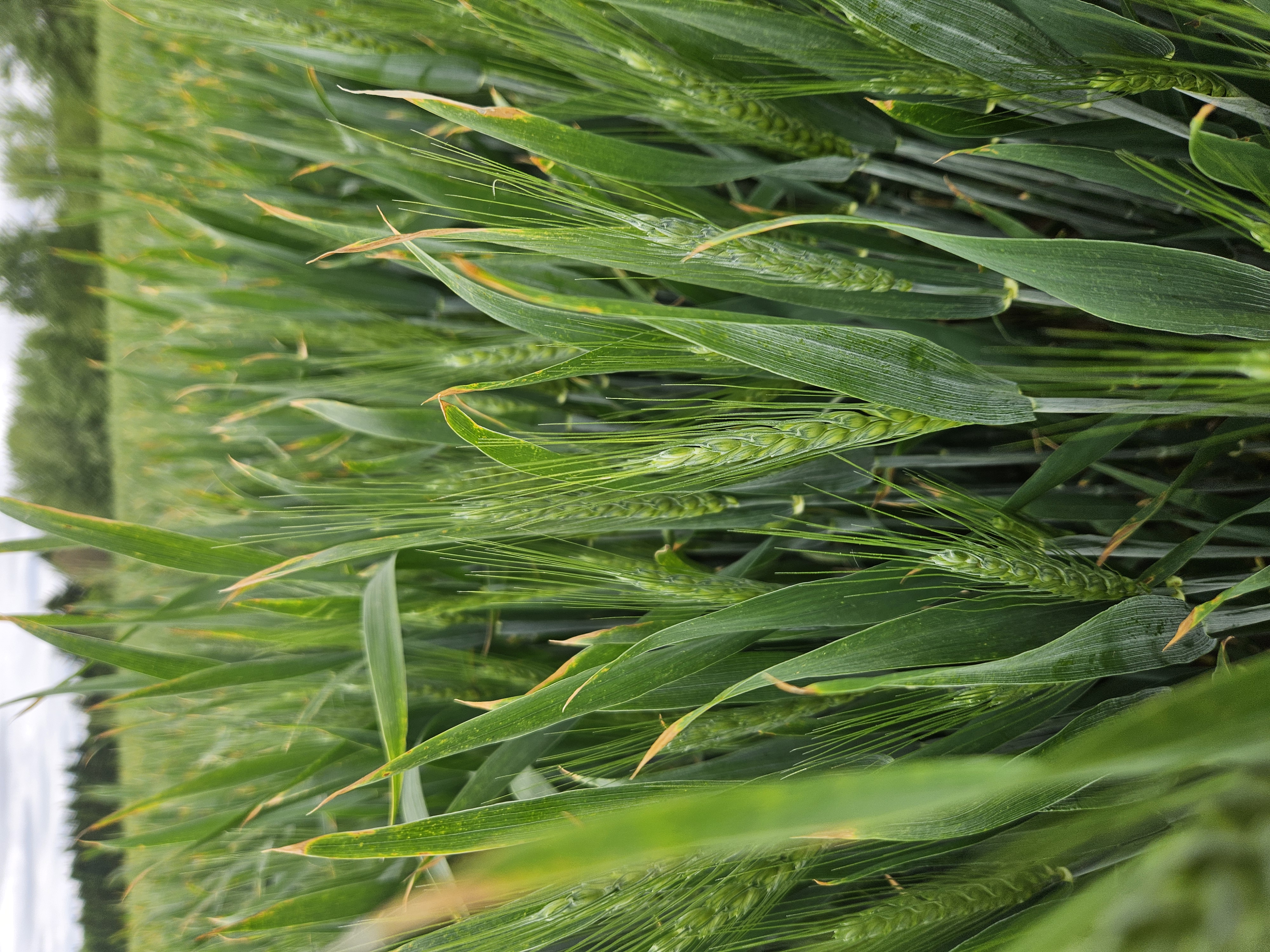 A photo of a wheat field with a focus on a few plants in the foreground that are bright green with developed heads.